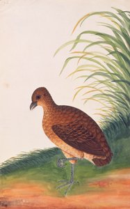 Long-billed Partridge, from Drawings of Birds from Malacca